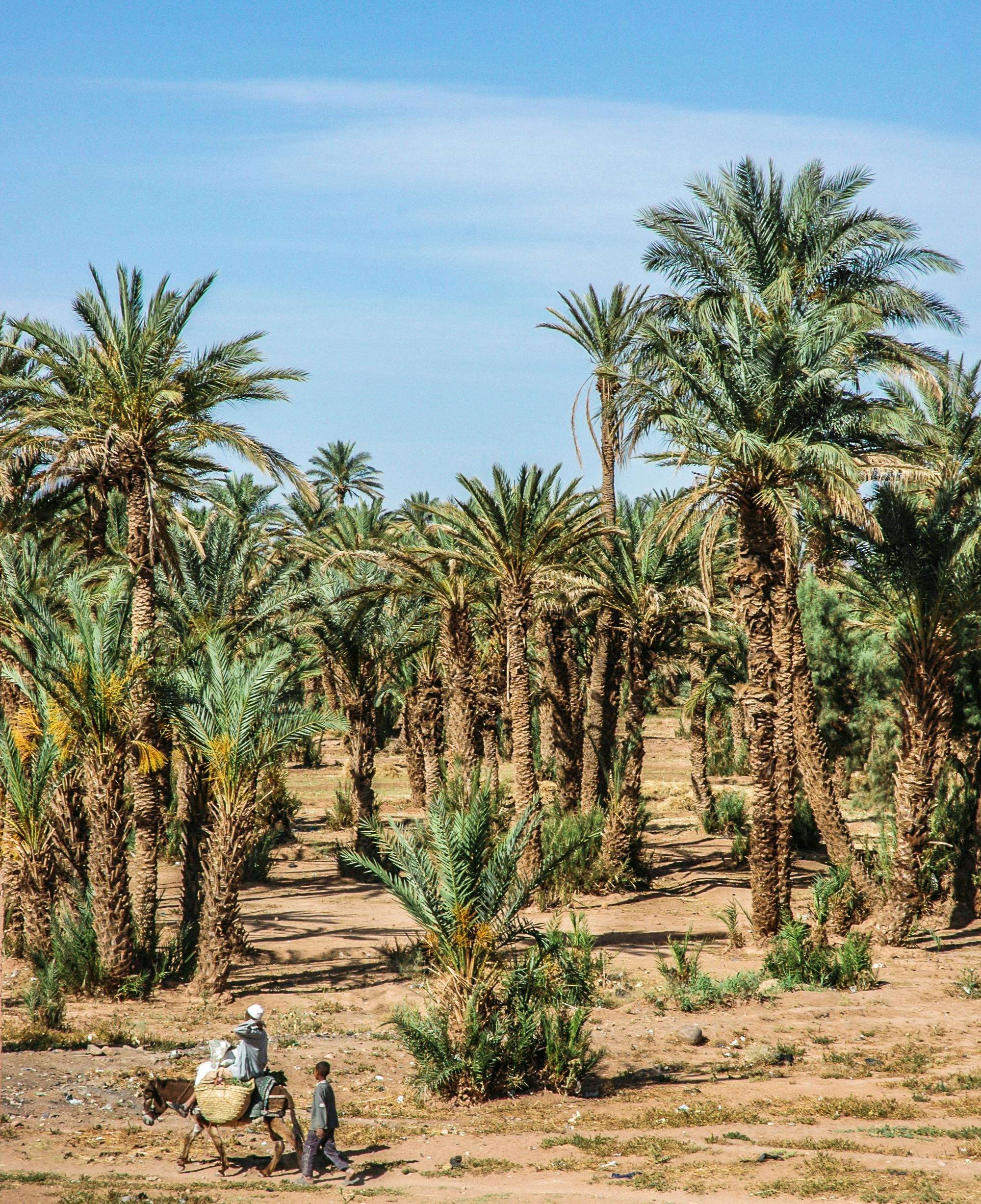 Rissani — the ancient capital of the Tafilalet, where Taoufiq grew up